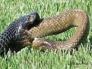 by Prof. LENO / 2011 