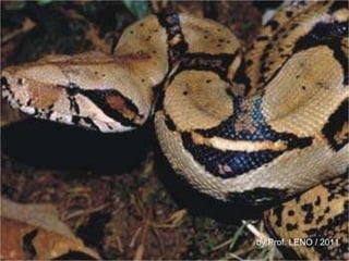 by Prof. LENO / 2011 