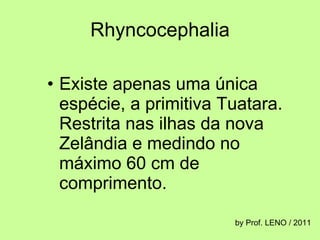 Rhyncocephalia Existe apenas uma única espécie, a primitiva Tuatara. Restrita nas ilhas da nova Zelândia e medindo no máximo 60 cm de comprimento. by Prof. LENO / 2011 