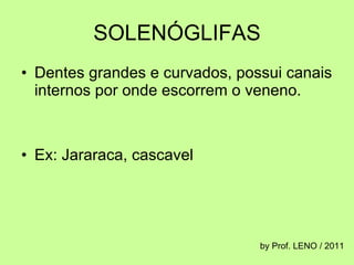 SOLENÓGLIFAS Dentes grandes e curvados, possui canais internos por onde escorrem o veneno. Ex: Jararaca, cascavel  by Prof. LENO / 2011 