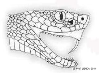 by Prof. LENO / 2011 