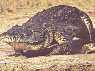 by Prof. LENO / 2011 