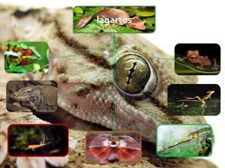 lagartos
 