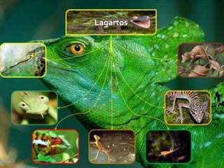 Lagartos
 