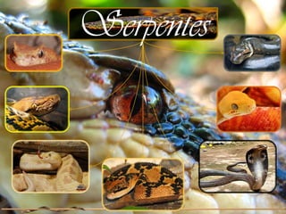 Serpentes
 