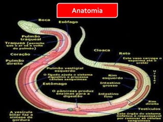 Anatomia
 