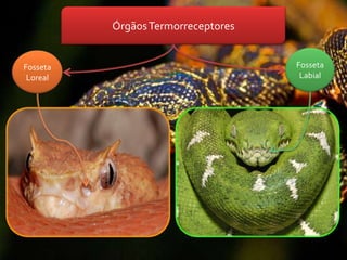 Órgãos Termorreceptores


Fosseta                             Fosseta
 Loreal                              Labial
 