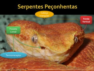 Cabeça
                 triangular
                               Fenda
                              Vertical


   Fosseta
    Loreal




Termorreceptor
 