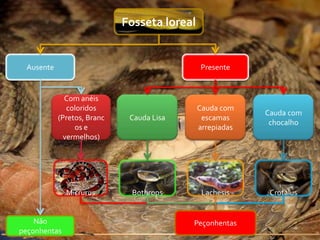 Fosseta loreal


 Ausente                                      Presente


             Com anéis
              coloridos                      Cauda com
                                                          Cauda com
           (Pretos, Branc    Cauda Lisa       escamas
                                                           chocalho
                os e                         arrepiadas
             vermelhos)




              Micrurus       Bothrops         Lachesis     Crotalus


    Não                                   Peçonhentas
peçonhentas
 