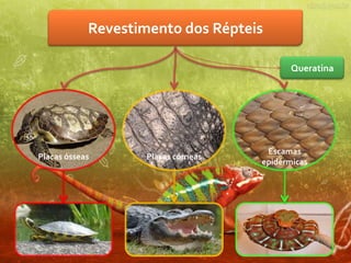 Revestimento dos Répteis

                                            Queratina




                                      Escamas
Placas ósseas       Placas córneas
                                     epidérmicas
 