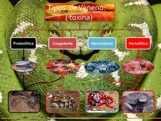 Tipos de Veneno:
                    ( toxina)


Proteolítica    Coagulante   Neurotóxica   Hemolítica



                                           Destruição
 Necrose        Coagulação    Distúrbios
                                              das
                 sanguínea    no S.N.C
                                           hemácias
 