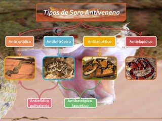 Tipos de Soro Antiveneno


Anticrotálico        Antibotrópico        Antilaquético   Antielapídico




            Antiofídico         Antibotrópico-
            polivalente           laquético
 