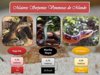 Maiores Serpentes Venenosas do Mundo




Naja Rei       Mamba          Surucucu
               Negra

 5,50           4,50            4,00
metros         metros          metros
  7 ml
                                Mais
   De          20 Km/h
 veneno                        Pesada
 