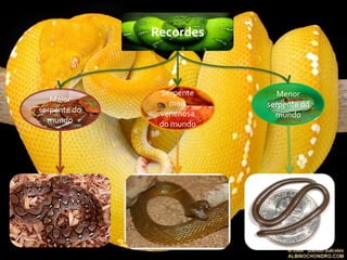 Recordes



               Serpente      Menor
   Maior         mais     serpente do
serpente do    venenosa     mundo
  mundo        do mundo
 