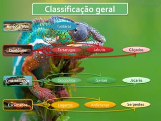 Classificação geral
Rincocéfalos       Tuataras




 Quelônios         Tartarugas    Jabutis      Cágados




Crocodilianos      Crocodilos     Gaviais     Jacarés




 Escamados         Lagartos     Anfisbenas   Serpentes
 