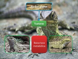 Riconcéfalos




  Tuataras




 Baixa taxa
 metabólica
 