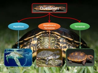 Quelônios


             Aquáticos e
Aquáticos                  Terrestres
              Terrestres
 