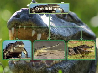Crocodilianos
 