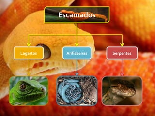 Escamados



Lagartos     Anfisbenas   Serpentes
 