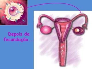 Depois da
fecundação...
 