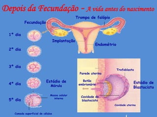 Depois da Fecundação - A vida antes do nascimento
                                                  Trompa de falópio
           Fecundação


  1º dia
                                    Implantação
                                                             Endométrio
  2º dia



  3º dia
                                                                          Trofoblasto
                                                    Parede uterina

                            Estádio de               Botão
                                                                                    Estádio de
  4º dia                       Mórula              embrionário
                                                                                    Blastocisto
                               Massa celular
                                 interna
                                                    Cavidade do
  5º dia                                            blastocisto
                                                                      Cavidade uterina


    Camada superficial de células
 