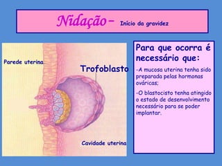 Nidação –       Início da gravidez



                                       Para que ocorra é
Parede uterina
                                       necessário que:
                    Trofoblasto        -A mucosa uterina tenha sido
                                       preparada pelas hormonas
                                       ováricas;
                                       -O blastocisto tenha atingido
                                       o estado de desenvolvimento
                                       necessário para se poder
                                       implantar.




                    Cavidade uterina
 