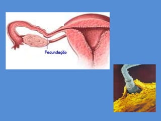 Fecundação
 