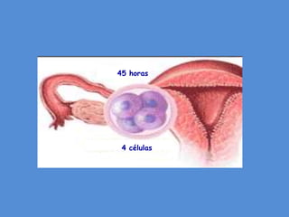 45 horas




 4 células
 