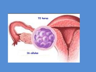 72 horas




16 células
 