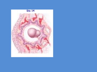 Dia 14
 