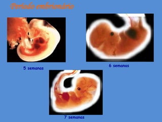 Período embrionário




                            6 semanas
    5 semanas




                7 semanas
 
