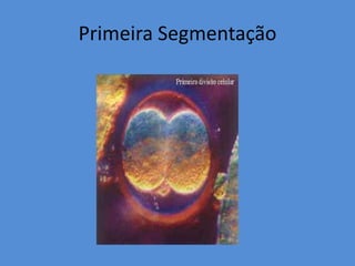 Primeira Segmentação
 