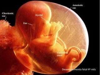 Desenvolvimento fetal 4º mês
 
