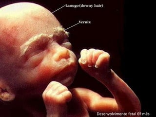Desenvolvimento fetal 6º mês
 