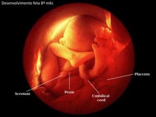 Desenvolvimento feta 8º mês
 