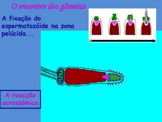 O encontro dos gâmetas
A fixação do
espermatozóide na zona
pelúcida...




 A reacção
acrossómica
 