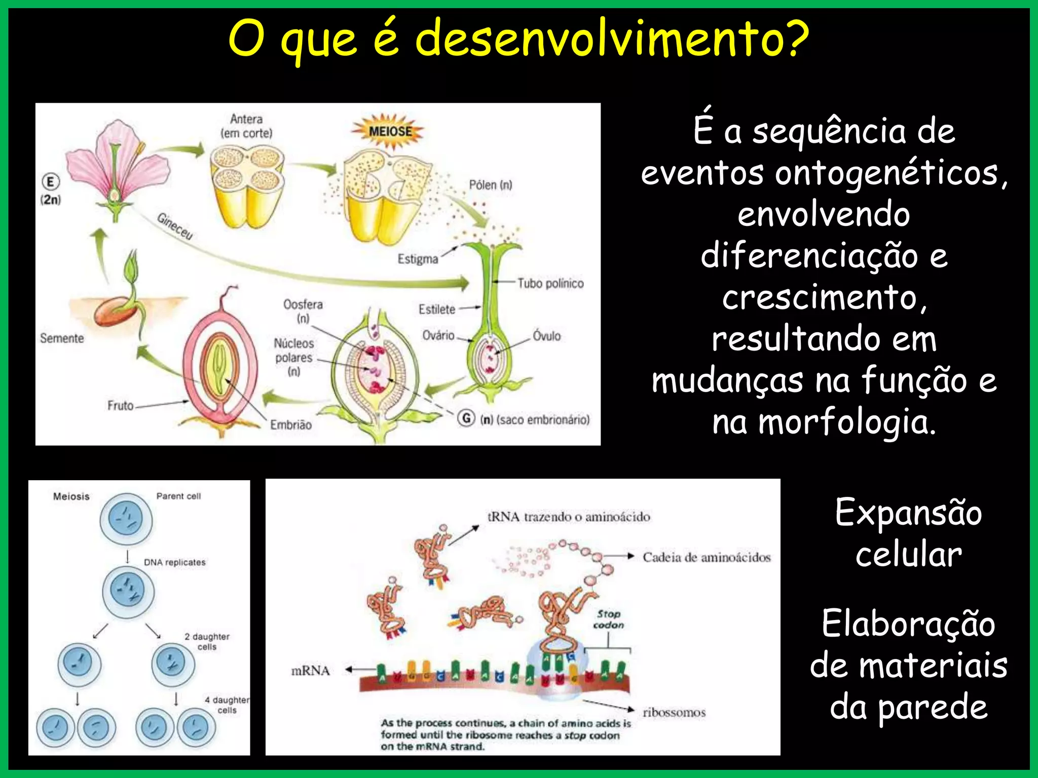 Desenvolvimento das plantas | PPTX | Biological Sciences | Science