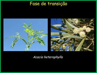 Fase de transição
Acacia heterophylla
 