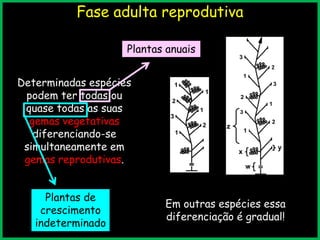 Fase adulta reprodutiva
Determinadas espécies
podem ter todas ou
quase todas as suas
gemas vegetativas
diferenciando-se
simultaneamente em
gemas reprodutivas.
Em outras espécies essa
diferenciação é gradual!
Plantas anuais
Plantas de
crescimento
indeterminado
 