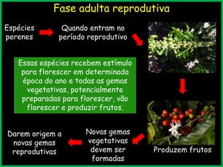 Fase adulta reprodutiva
Espécies
perenes
Quando entram no
período reprodutivo
Produzem frutos
Novas gemas
vegetativas
devem ser
formadas
Darem origem a
novas gemas
reprodutivas
Essas espécies recebem estímulo
para florescer em determinada
época do ano e todas as gemas
vegetativas, potencialmente
preparadas para florescer, vão
florescer e produzir frutos.
 