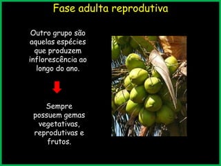 Fase adulta reprodutiva
Outro grupo são
aquelas espécies
que produzem
inflorescência ao
longo do ano.
Sempre
possuem gemas
vegetativas,
reprodutivas e
frutos.
 