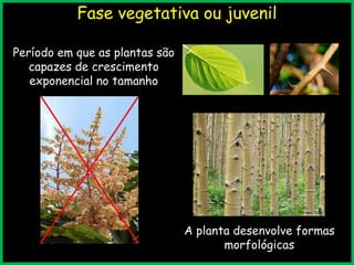 Fase vegetativa ou juvenil
Período em que as plantas são
capazes de crescimento
exponencial no tamanho
A planta desenvolve formas
morfológicas
 