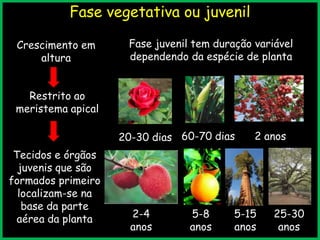 Crescimento em
altura
Fase vegetativa ou juvenil
Restrito ao
meristema apical
Tecidos e órgãos
juvenis que são
formados primeiro
localizam-se na
base da parte
aérea da planta
Fase juvenil tem duração variável
dependendo da espécie de planta
20-30 dias 60-70 dias
2-4
anos
2 anos
5-8
anos
5-15
anos
25-30
anos
 