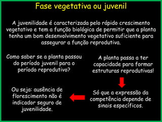 Fase vegetativa ou juvenil
A juvenilidade é caracterizada pelo rápido crescimento
vegetativo e tem a função biológica de permitir que a planta
tenha um bom desenvolvimento vegetativo suficiente para
assegurar a função reprodutiva.
Como saber se a planta passou
do período juvenil para o
período reprodutivo?
A planta passa a ter
capacidade para formar
estruturas reprodutivas!
Só que a expressão da
competência depende de
sinais específicos.
Ou seja: ausência de
florescimento não é
indicador seguro de
juvenilidade.
 