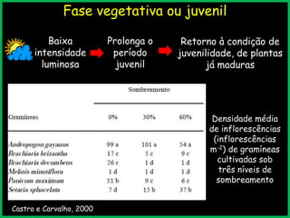 Fase vegetativa ou juvenil
Baixa
intensidade
luminosa
Prolonga o
período
juvenil
Retorno à condição de
juvenilidade, de plantas
já maduras
Densidade média
de inflorescências
(inflorescências
m-2) de gramíneas
cultivadas sob
três níveis de
sombreamento
Castro e Carvalho, 2000
 