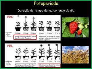 Duração do tempo de luz ao longo do dia
Fotoperíodo
PDC
PDL
v
v
 