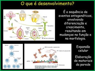 O que é desenvolvimento?
Expansão
celular
Elaboração
de materiais
da parede
É a sequência de
eventos ontogenéticos,
envolvendo
diferenciação e
crescimento,
resultando em
mudanças na função e
na morfologia.
 