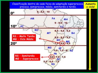 RS
SC
PR
SPMS
MT
GO
MG
RJ
TO
PAAM
BA
RO
AC
AP
RR
MA
RS – Semitardia
MG - Superprecoce
RS – Muito Tardia
MG – Ciclo Médio
Classificação dentro de cada faixa de adaptação superprecoce,
precoce, semiprecoce, médio, semitardio e tardio.
Aumenta
o ciclo!
 