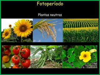 Fotoperíodo
Plantas neutras
 