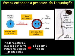 Vamos entender o processo de fecundação
3/9/2013
Ainda na antera, o
grão de pólen sofre
mitose não seguida
de citocinese
Célula com 2
núcleos
Núcleo
germinativo
Grão de pólen
imaturo
Grão de pólen
maduro
 